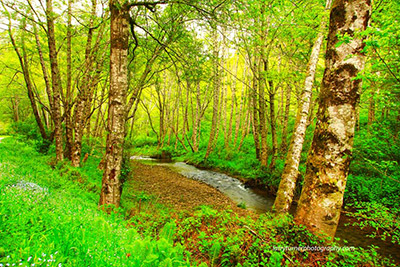 CA Hwy. 1 stream