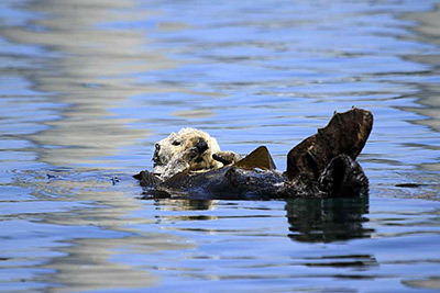 CA sea otter