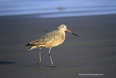 CA shore bird