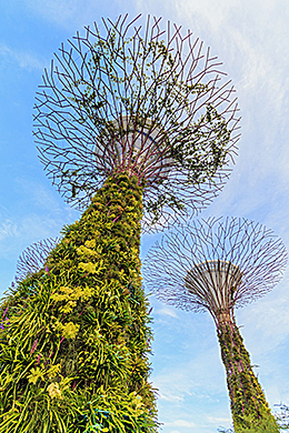 Singapore Supertrees