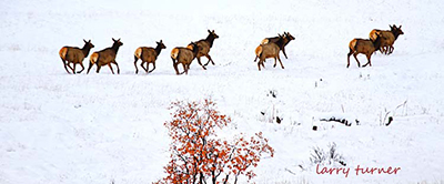 Colorado elk