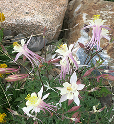 John muir Trail flowers