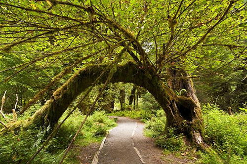Hoh Rain Forest Trail in Olympic National Park