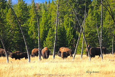 Teton Valley bison