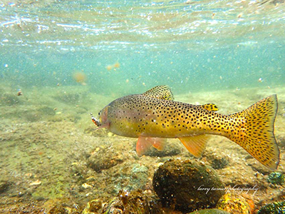 Teton Valley underwater fish