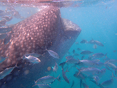 deep blue shark eating whale