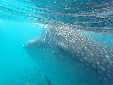 Whale shark searching for food