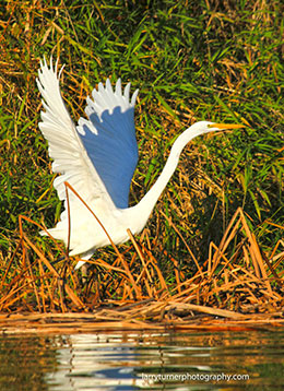 Oregon Great Egret