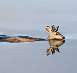 Swimming deer