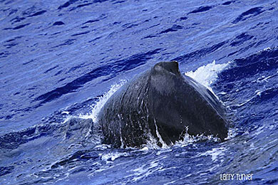 Maui humpback