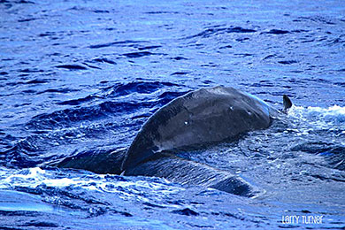 Maui humpback
