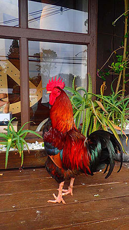 Maui rooster