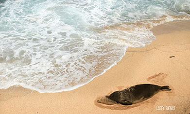 Maui monkey seal