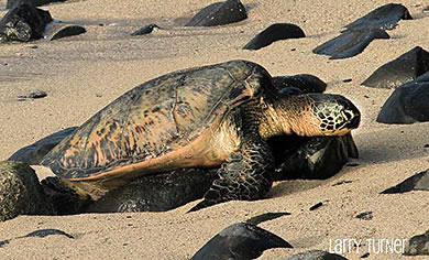 Maui sea turtle