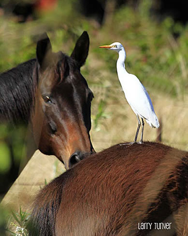 Maui egret on horse