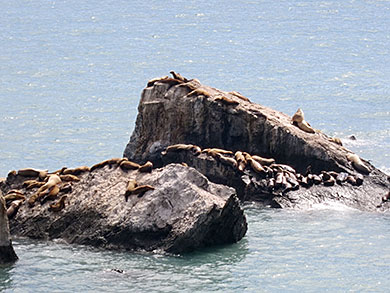 Sunbathing sea lions 