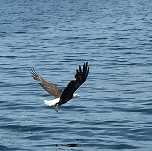 Bald eagle at CapeBretton