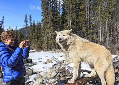Photographing a wolf