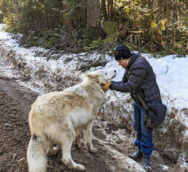 Rescue center owner Shelley Black with wolf