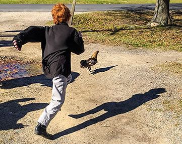 Bor chasing Mardi Gras rooster