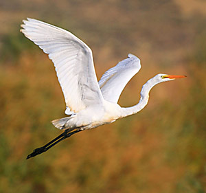 Klamath, great egret