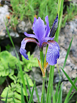 Slovenia wildflowers