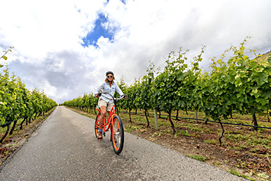 Cycling through Okanagan vineyard