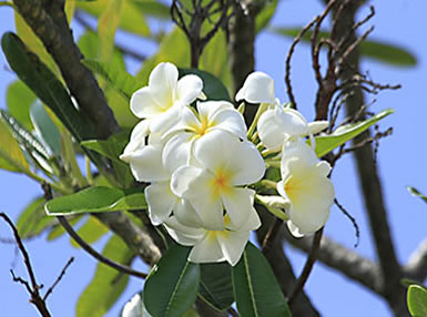 Hawaiian flower