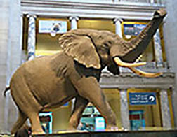 Smithsonian elephant