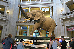Natural History Museum's big elephant