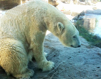 San Diego Zoo polar bear