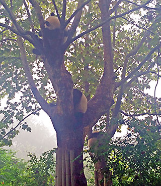 Pandas in tree