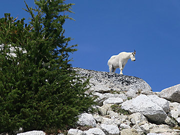 Enchantments mountain goat watching hikers