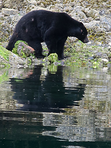 Foraging Haidi Gwaii black bear