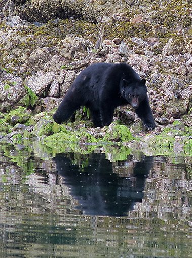 Foraging Haidi Gwaii black bear