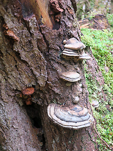 Haida Gwaii forest fungi
