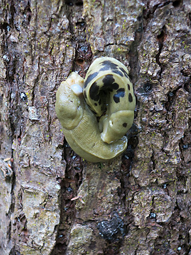 Haida Gwaii slug on tree