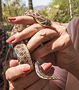 Tombstone harmless hognose snake
