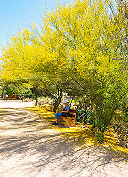 Man resting under blooming tree in Tohono Chul Park
