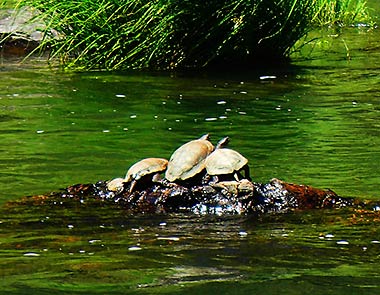 Rogue River turtles