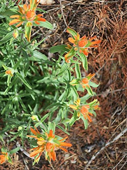 North Umpqua Trail wildflowers