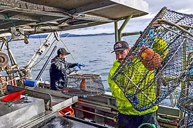 Shrimp trap loading onto long line