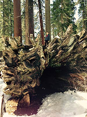 Redwood root exposed
