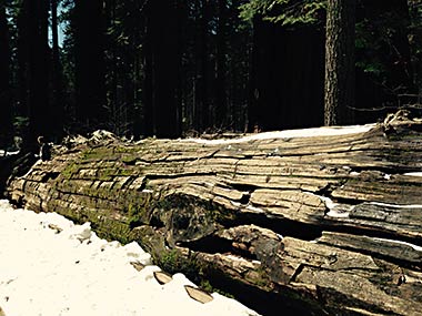 Fallen giant sequoia