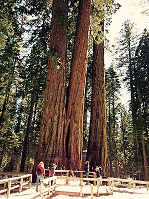 Calaveras redwood trees