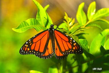 Hawaii Monarch butterfly
