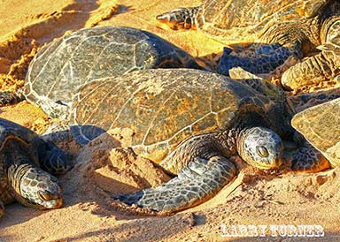 Road to Paia resting sea turtles