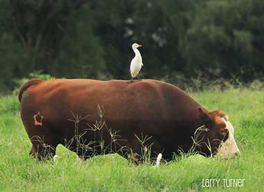 Hawaii Maui Upcountry egret on cow