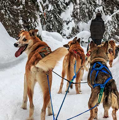 Sun Peaks sled dogs ready to run