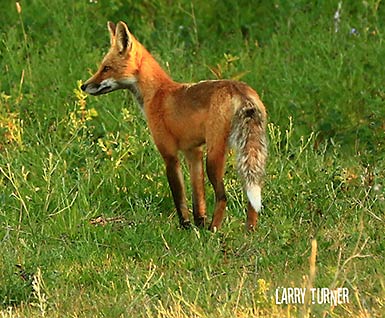 Glacier National Park red fox